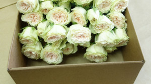 цветы в коробке