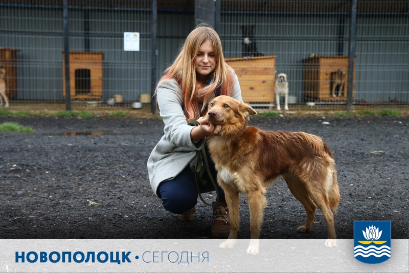 Пункт временного содержания безнадзорных животных в Новополоцке