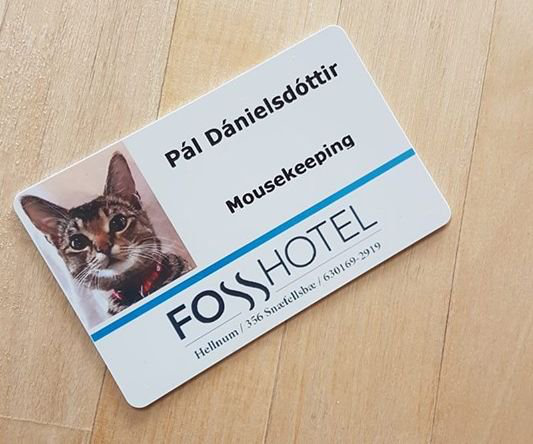 В отеле Исландии кошка официально работает мышеловкой