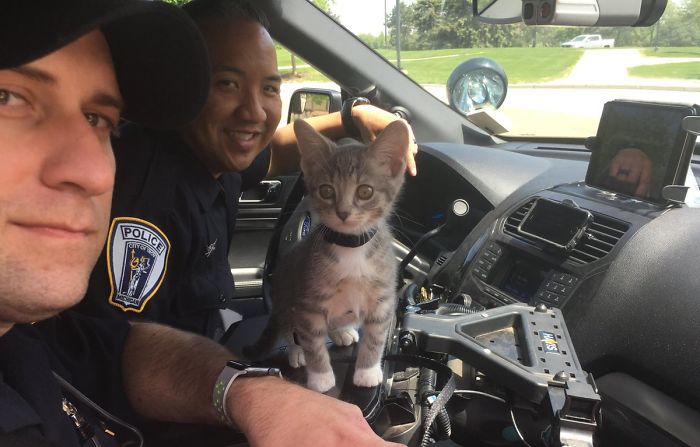 «Когда-то я был бездомным котёнком, а теперь я полицейский. Следуйте за своей мечтой!»