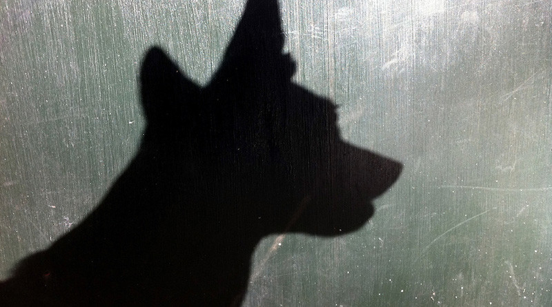 Dog head shadow.  Big ears.