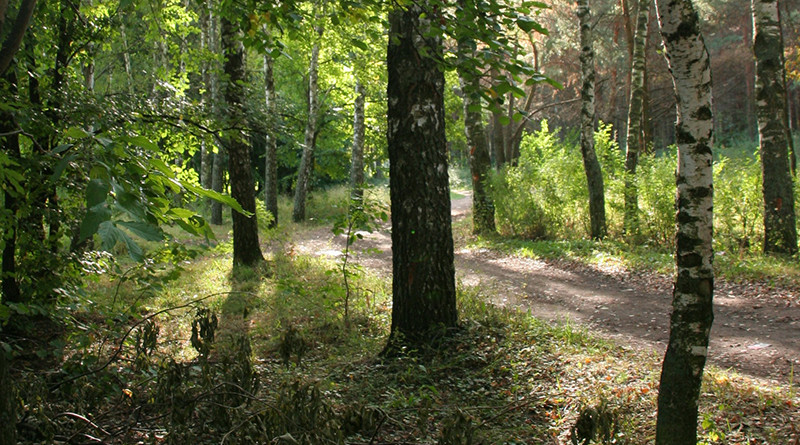 лес-Фото-Вячеслава-Мальцева