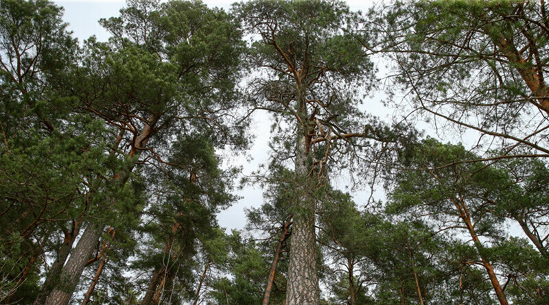 лес-800x445