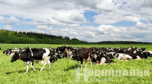 В каждом районе Витебской области за пятилетку планируется построить по современному молочно-товарному комплексу
