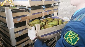 Витебские таможенники пресекли попытку незаконного перемещения по недействительным документам около 20 тонн груш
