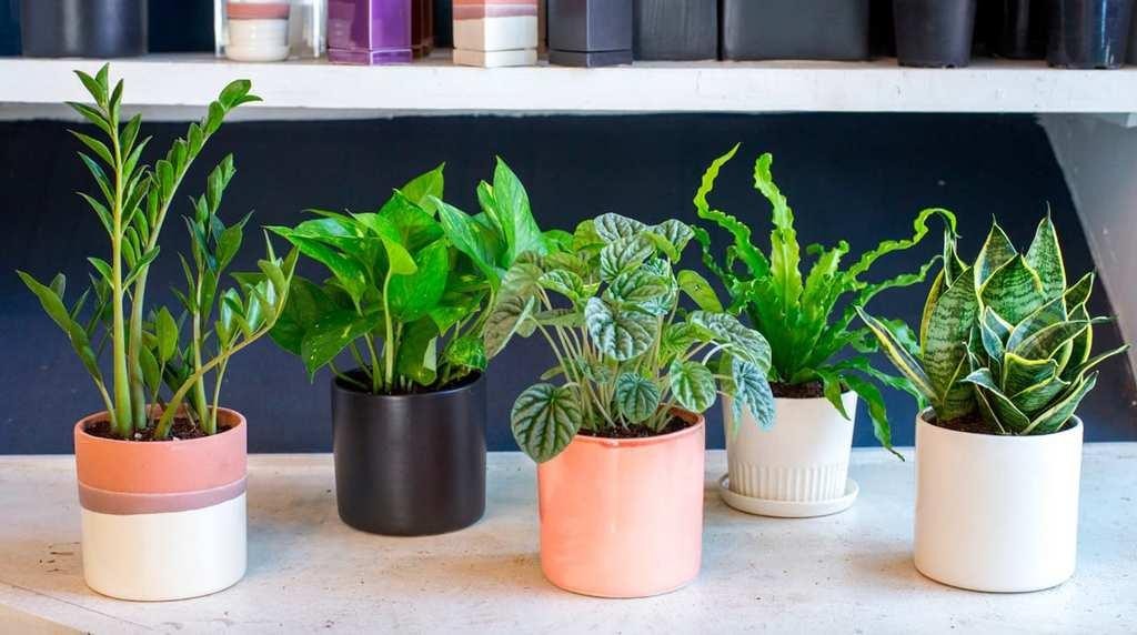 собственный сад