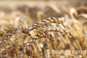 В северном регионе на утро 17 августа намолочено более 700 тыс. тонн зерна и рапса