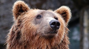 Туристический бренд Витебщины обрел символ – медведя