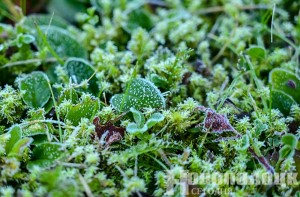 Заморозки от 0 до –2°C ожидаются в ночные и утренние часы 16 октября по северу страны