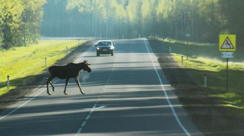животное на дороге