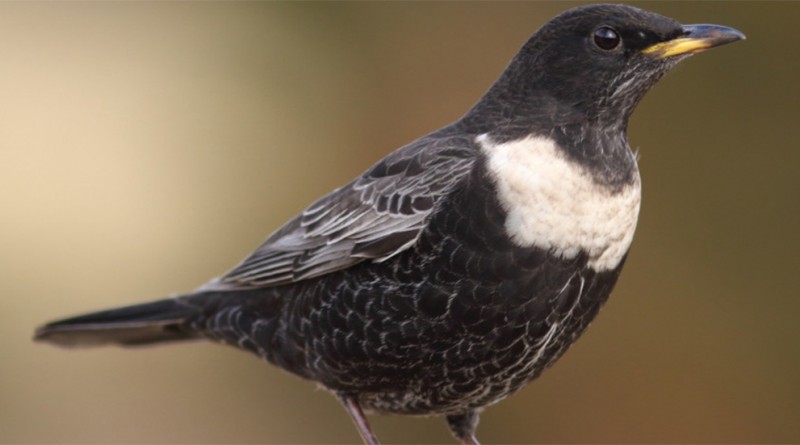 новый вид птиц