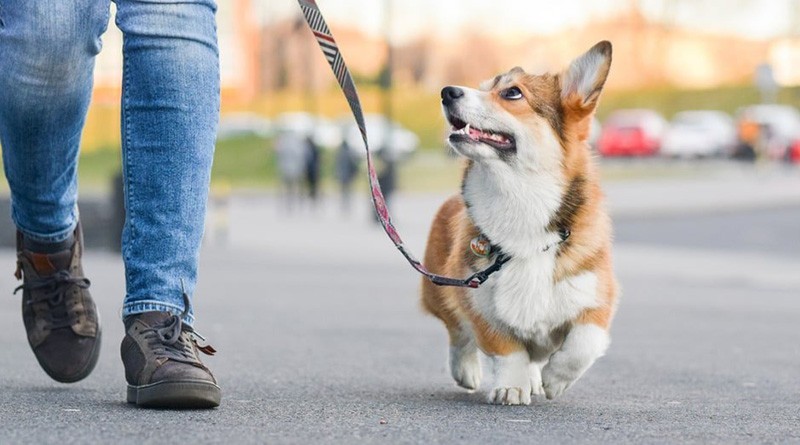 собаки-800x445