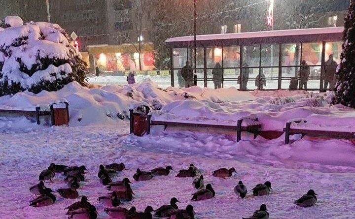 утки в городе