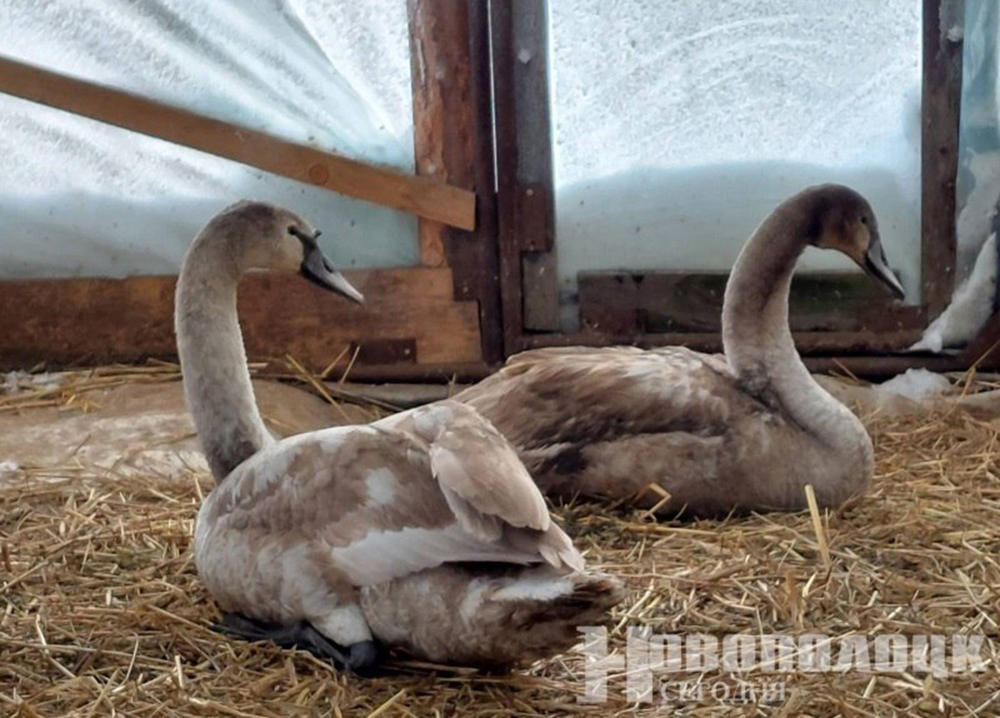 экология (1)