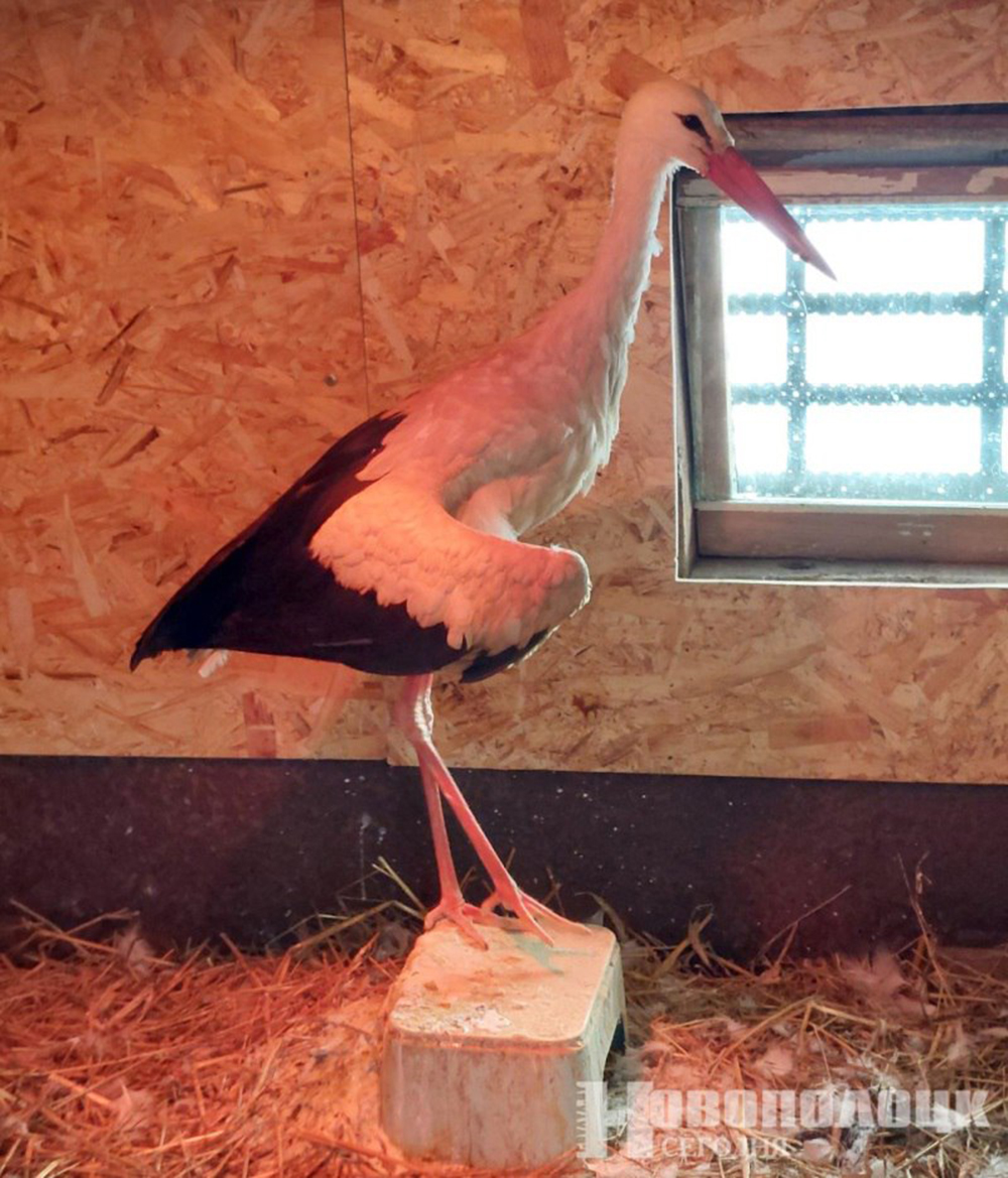 экология (2)