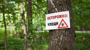 В Беларуси с начала года зафиксировано пять случаев укусов клещей