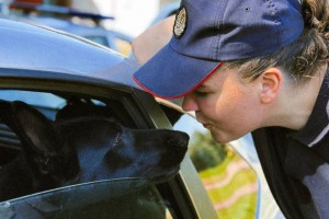 Единственная в стране женщина милиционер-кинолог работает с верной напарницей в Новополоцке