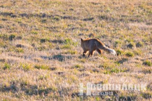 В Беларуси диких животных будут вакцинировать от бешенства. Как это будет происходить?