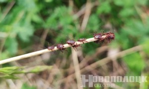 Осторожно, клещи! Сезон начался: как защитить себя и близких