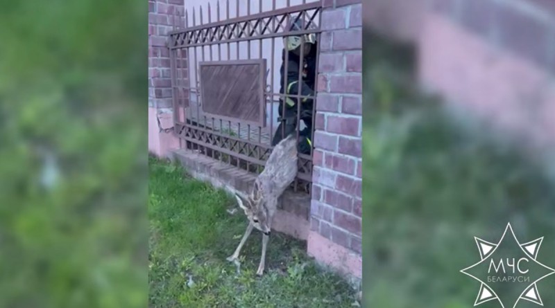 помощь олененку