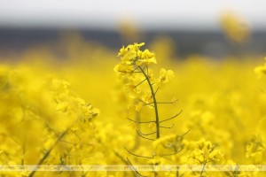 Фотосессия в рапсе: эстетика или административная ответственность?