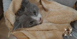 В Новополоцке спасатели пришли на помощь любопытному котенку