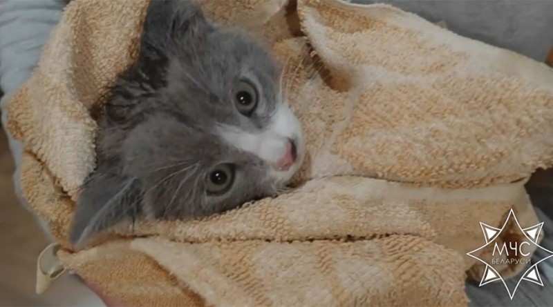 котенок МЧС