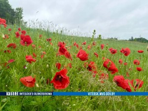 Дикорастущий мак обнаружили новополоцкие правоохранители