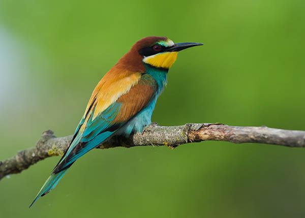 Золотистая щурка / Merops apiaster