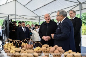 Президент Беларуси Александр Лукашенко предлагает в перспективе увеличивать в Беларуси площади под картофель