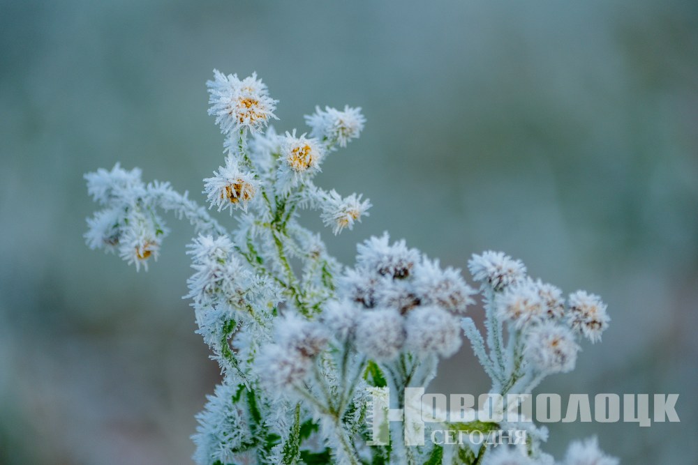 заморозки