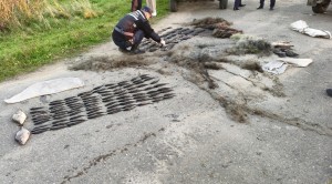 В Витебской области браконьер нанёс ущерб природе на сумму более 11 тысяч рублей
